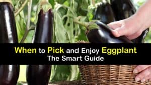 When to Pick Eggplant titleimg1