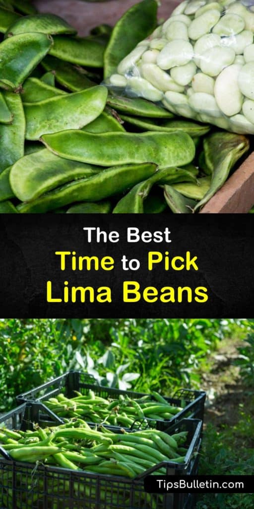 Learn when to harvest lima beans after germination according to type. There are many kinds of these legumes, including pole and bush varieties like Henderson and Fordhook. The region you live in determines when to harvest them. #harvest #lima #beans
