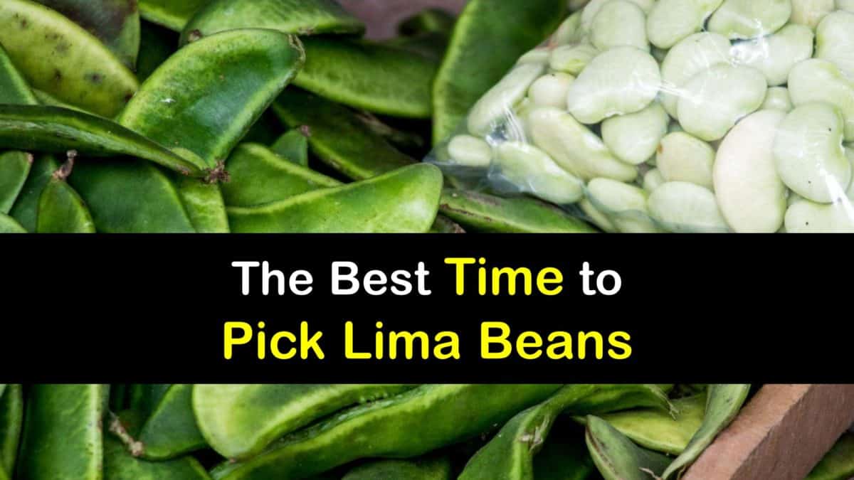 When to Pick Lima Beans A Quick Guide Fruit Faves