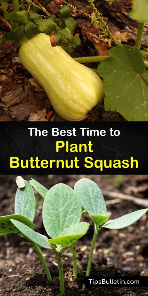 Learn when to start your butternut squash seeds for transplanting after the last frost. Avoid squash bugs and powdery mildew and provide mulch and full sun to grow delicious butternut, acorn, and summer squash in your home garden. #planting #butternut #squash #time