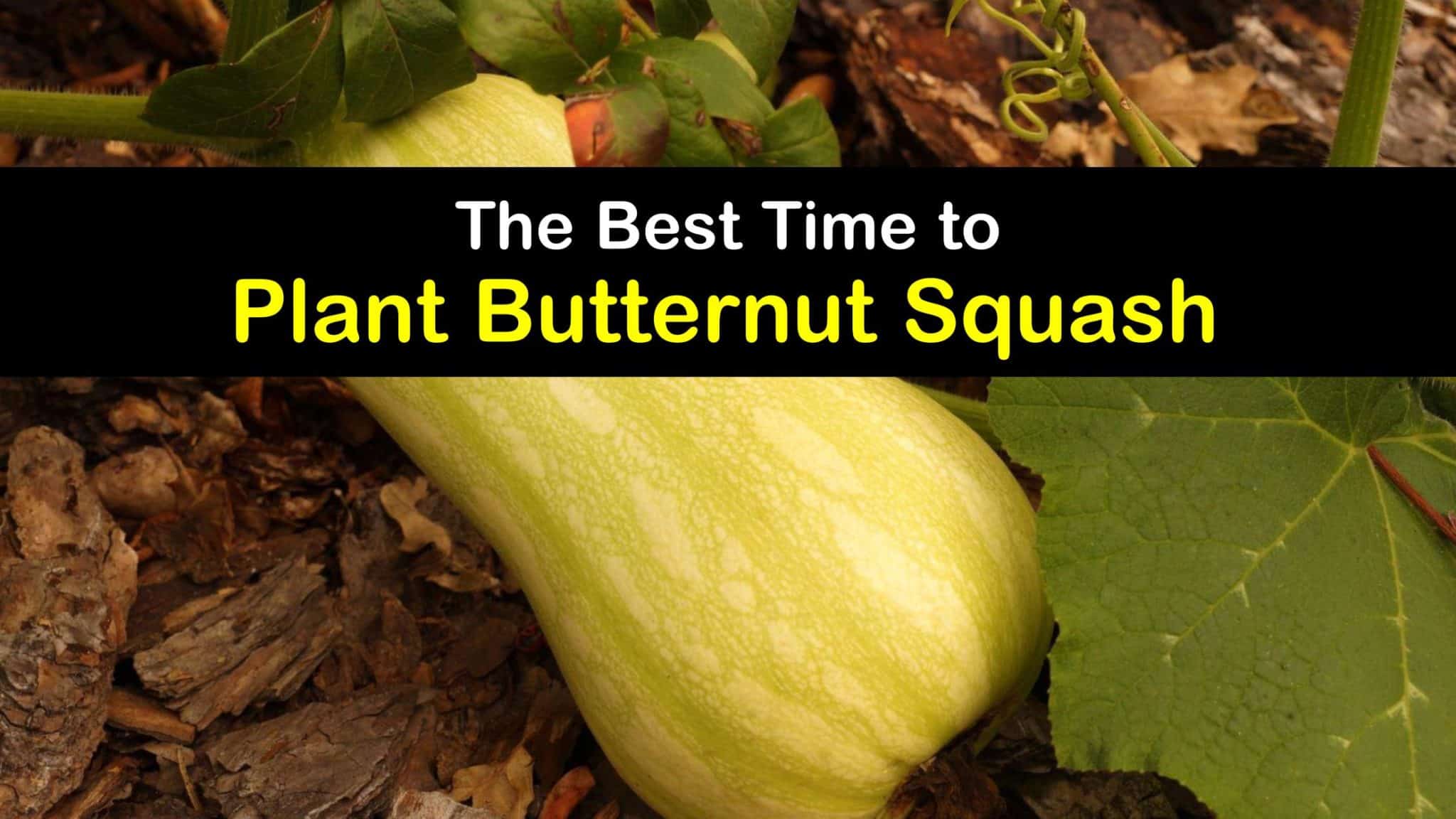 Time to Plant Butternut Squash Fast Guide for Planting Butternut Squash