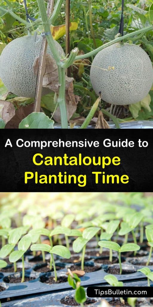 Discover the best time for planting and transplanting cantaloupe based on soil temperature and frost. Learn how to trellis, about pollination, and using black plastic row covers for shelter from cucumber beetles. Grow green rind cantaloupe as a watermelon alternative. #when #plant #cantaloupe