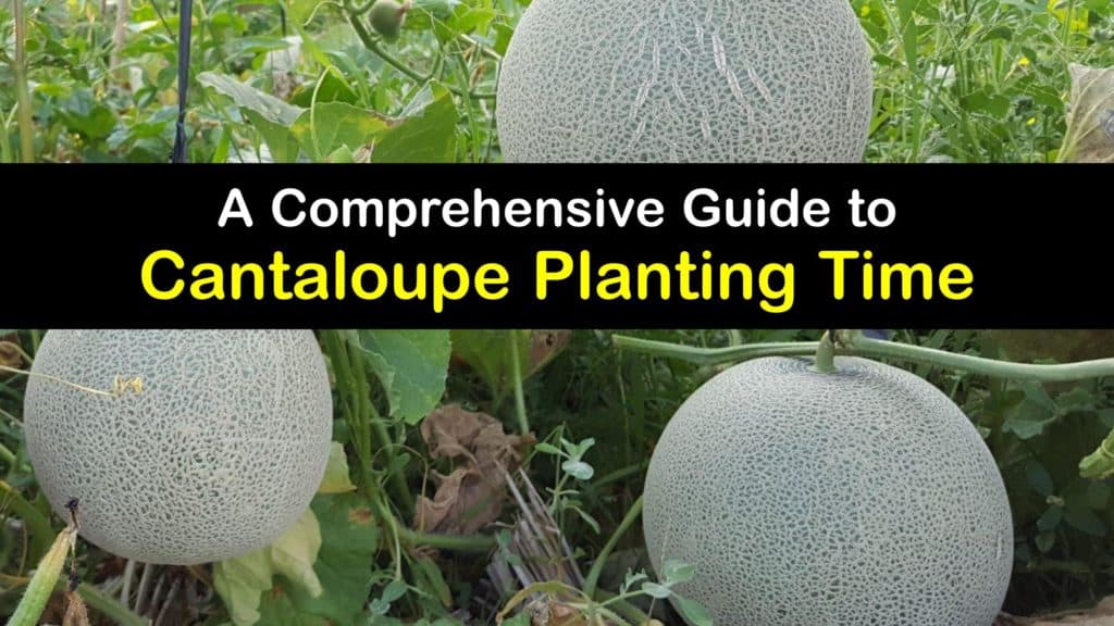 When to Plant Cantaloupe titleimg1