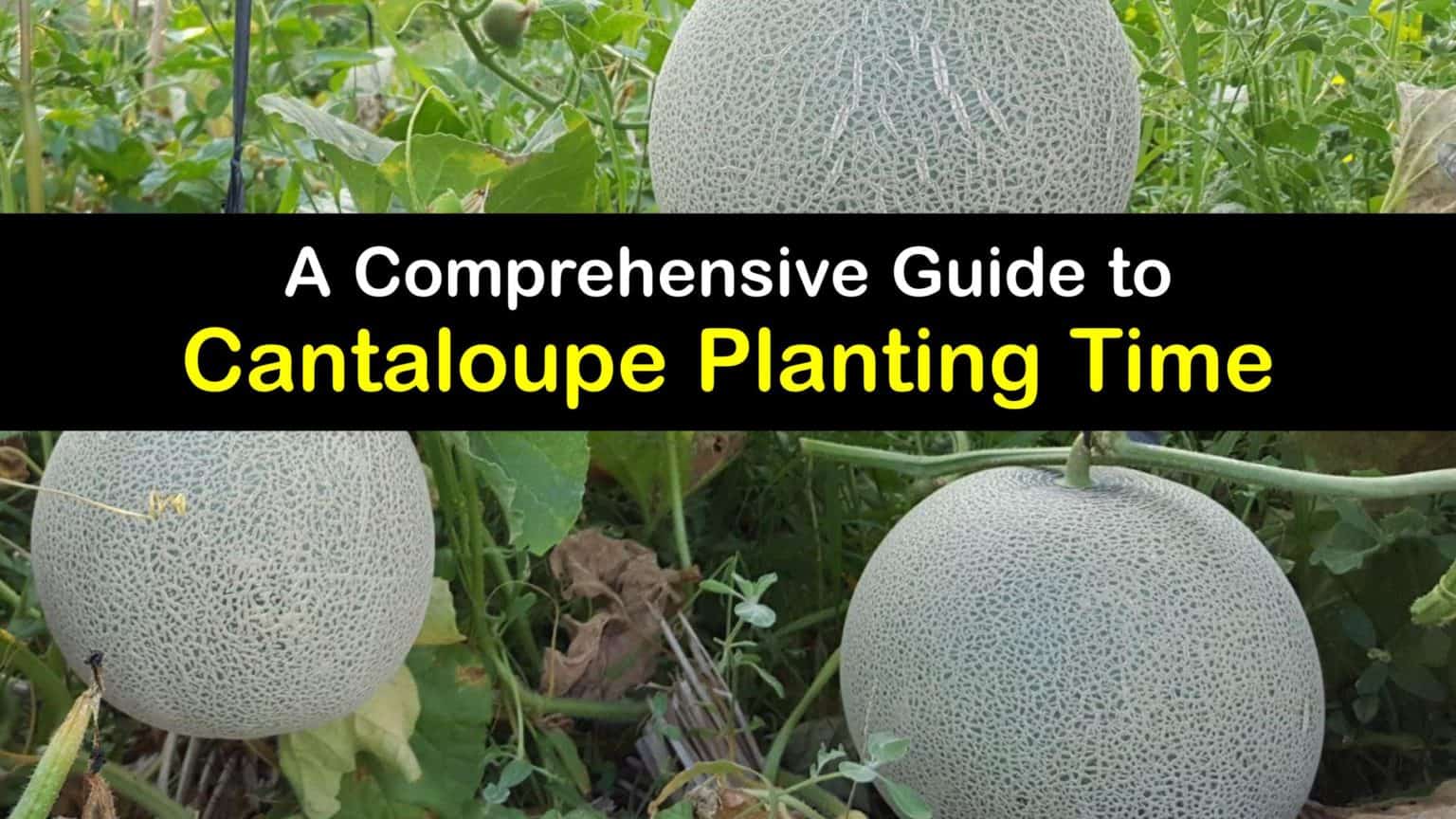 Time to Grow Cantaloupe Plants - Incredible Guide for Planting Cantaloupe