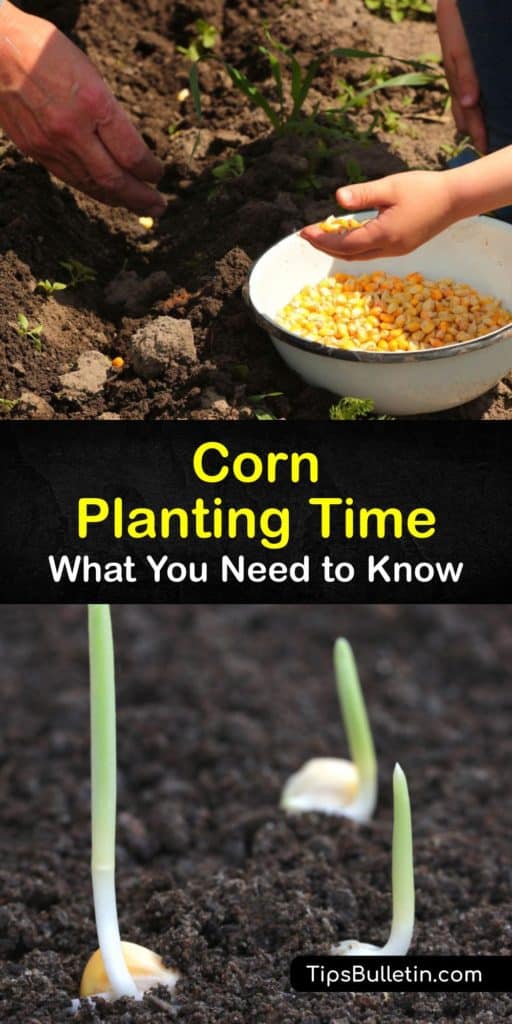 Whether you love supersweet corn or another variety, learn about planting corn at the best time for the biggest yield. Using soil temperature when growing corn to know when to plant corn ensures your corn plant thrives and you enjoy super sweet corn or other kernels. #when #planting #corn
