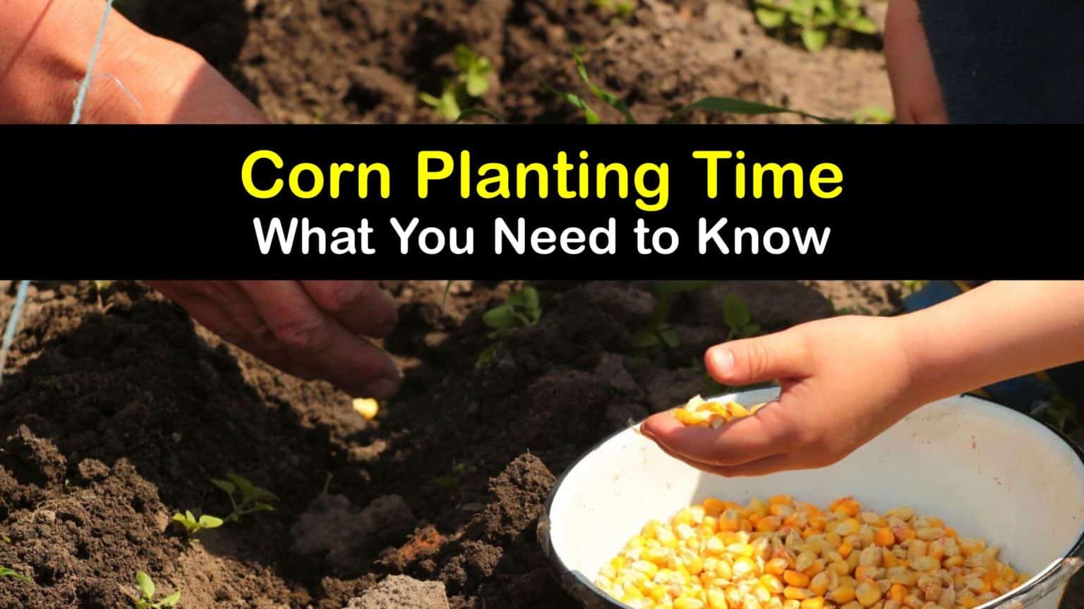 When to Plant Corn - Best Time for Corn Planting