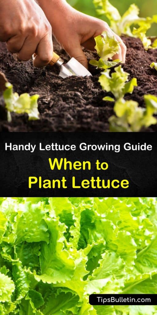 Learn when to plant lettuce seeds. Leaf lettuce plants grow quickly and are suitable for starting in early spring in northern regions, while other types like crisphead take a long time to grow and are better suited for areas with a long growing season. #when #lettuce #planting