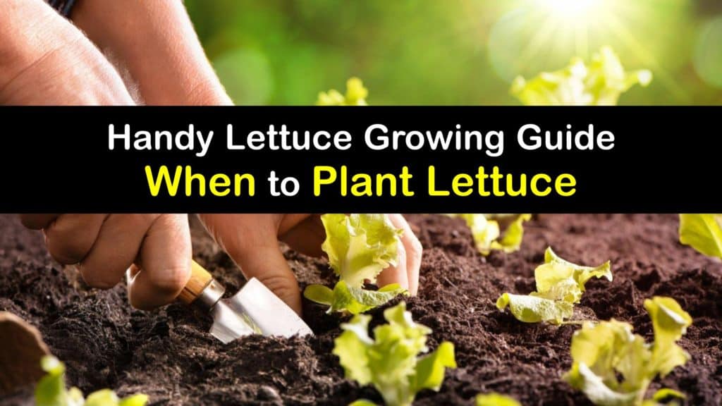 When to Plant Lettuce titleimg1