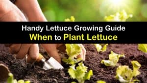 When to Plant Lettuce titleimg1