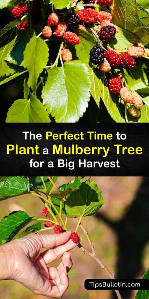 Learn how to grow mulberry tree plants and when to plant the red mulberry tree (Morus rubra), white mulberry, and black mulberry tree in North America. Growing mulberry trees offers delicious fresh fruit. #plant #mulberry #trees