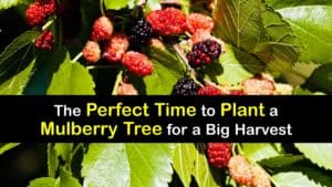 When to Plant Mulberry Trees titleimg1