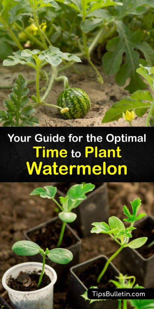 Discover useful tips for growing watermelon by taking full advantage of your growing season and planting at the right time to ensure your melons grow and ripen to perfection. Additionally, find tips about dealing with cucumber beetles and mildew on your melons. #gardening #watermelon #planting