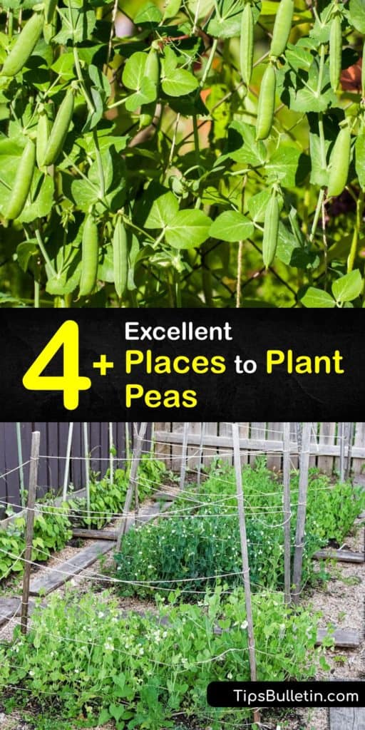 Peas are a historically significant vegetable that you can easily start growing in your backyard with a little help. Discover different types of peas like snap peas, the garden pea, and the sweet pea, and where and how to grow pea plants. #peas #growing #planting #where