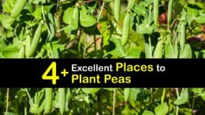 Where to Plant Peas titleimg1
