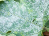 Powdery mildew doesn't have to destroy a plant.