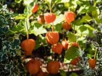 Ground cherries are also called cape gooseberries.