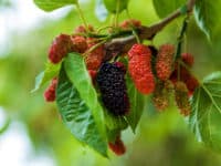 Grow your own mulberries and pick them yourself.