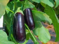 Growing eggplant is easier than you may think.