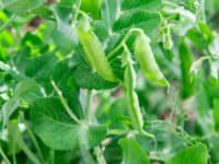 Tasty peas are easy to grow in your garden.