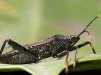 Kissing bugs transmit Chagas disease.