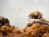 Carpet beetle larvae will destroy your carpets and rugs.