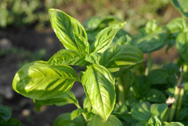 Basil is an easy plant to grow for beginning gardeners.