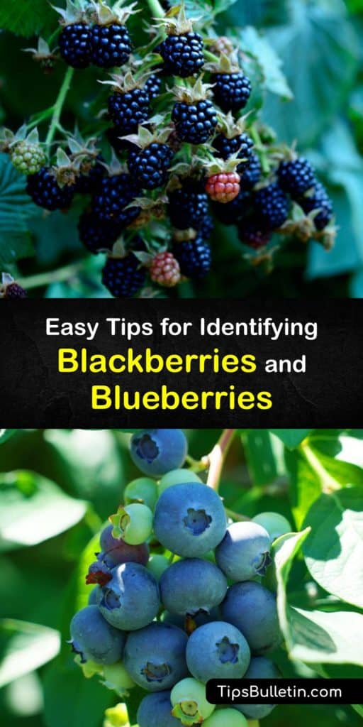 Blueberries are high in vitamin C, potassium, manganese, and antioxidants to neutralize free radicals and improve chronic diseases. Blackberries are great for heart disease and blood pressure, and full of fiber and vitamins. Like cranberries, both are low cholesterol. #blackberry #blueberry