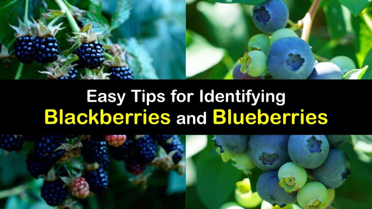 Notable Differences between Blueberries and Blackberries