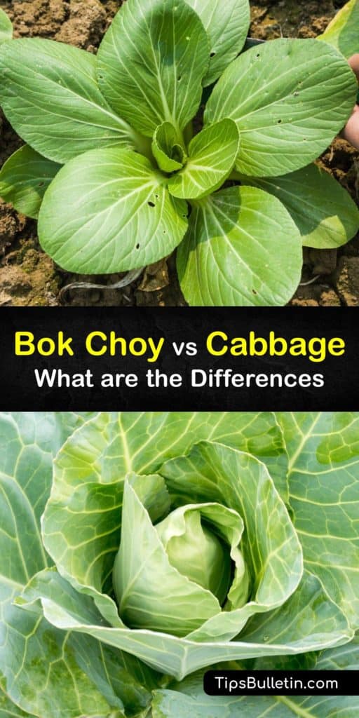 Learn the differences between bok choy or pak choi (Brassica rapa chinensis) and cabbage. These cruciferous vegetables are popular in Asian dishes. Baby bok choy has dark green leaves while cabbage has light green leaves. #bokchoy #cabbage