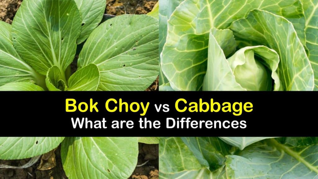Bok Choy vs Cabbage titleimg1
