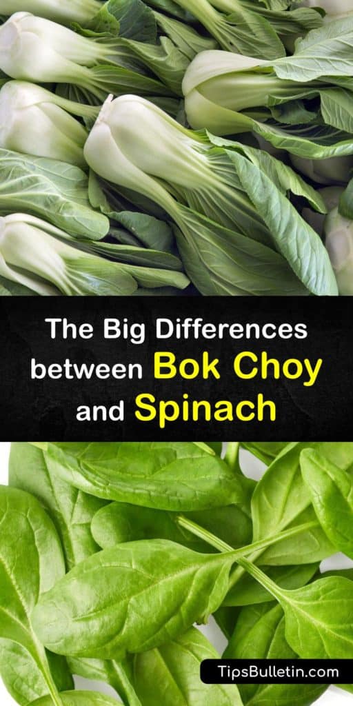 Have you been curious about Chinese cabbage or spinach? Have questions about bok choy and how you can use it to encourage antioxidant activity? Learn all about these fantastic sources of vitamin C, vitamin A, potassium, and more. #bokchoy #spinach