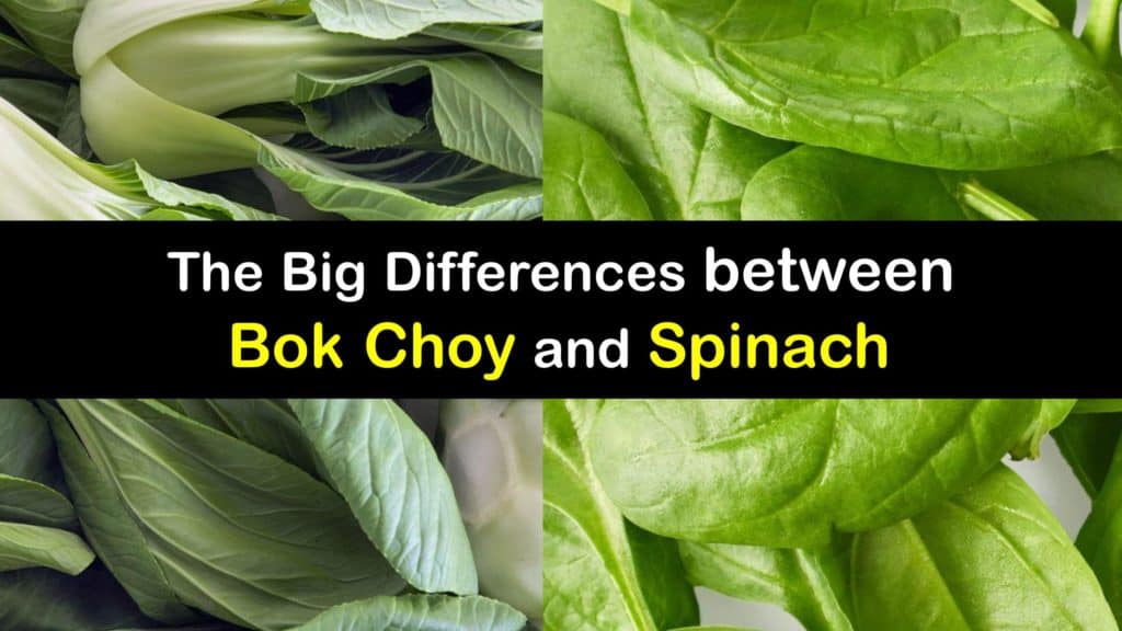 Bok Choy vs Spinach titleimg1