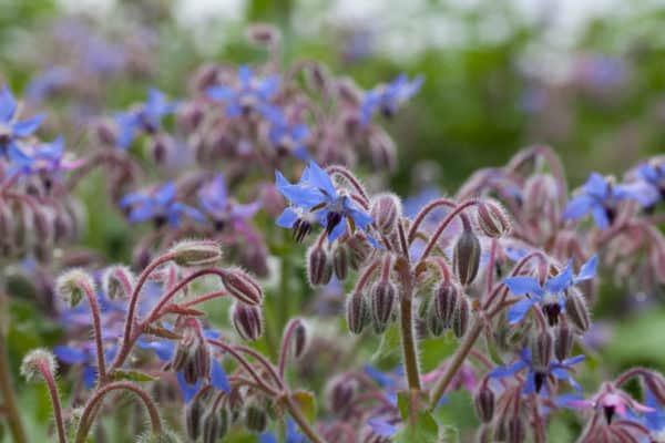 It's easy to grow borage as a turnip companion.