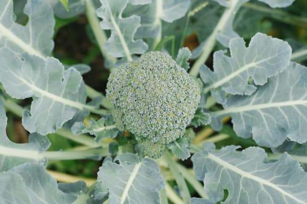 Broccoli makes a great companion for turnips.