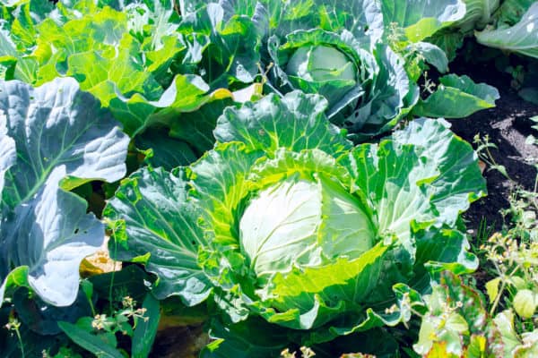 Cabbage is a tasty veggie to grow with turnips.