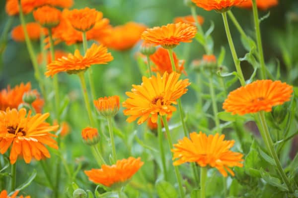 Calendula keeps pests away from your turnips.