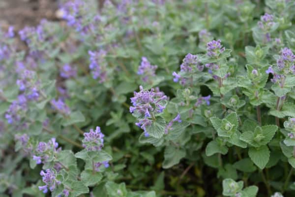 Catnip is popular with felines and not welcomed by termites.