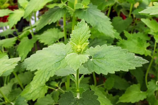 Deter fleas by planting catnip.