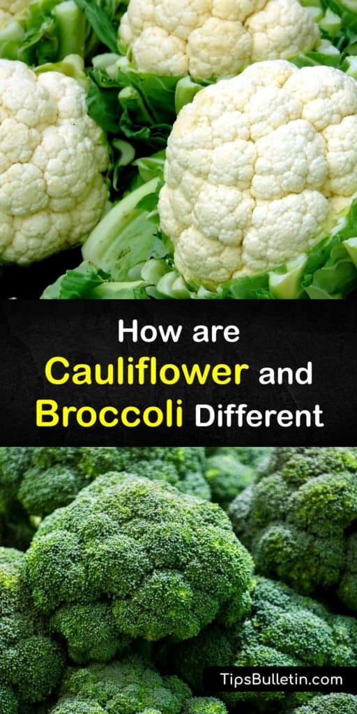 Cauliflower and broccoli are cruciferous vegetables and members of the Brassica family with plants like Brussels sprouts. Discover why these vegetables are two separate plants with unique nutrition values and health benefits. #cauliflower #broccoli #vegetables