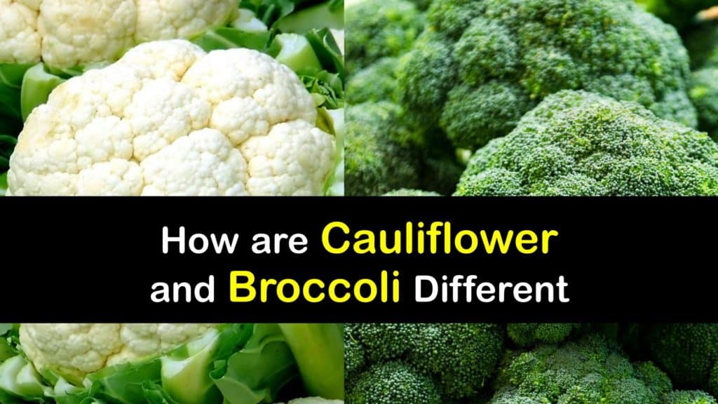 cauliflower vs broccoli titleimg1