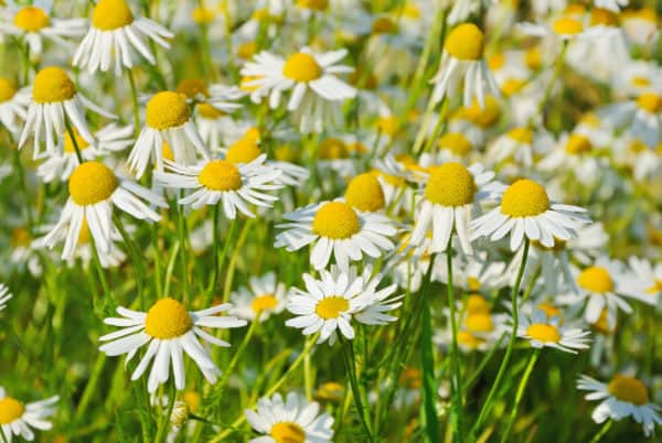 Chamomile is an attractive turnip companion plant.