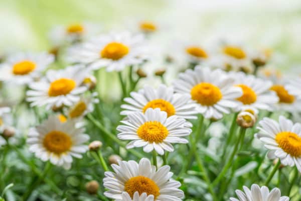 Chamomile is an herb with pretty, daisy-like flowers.