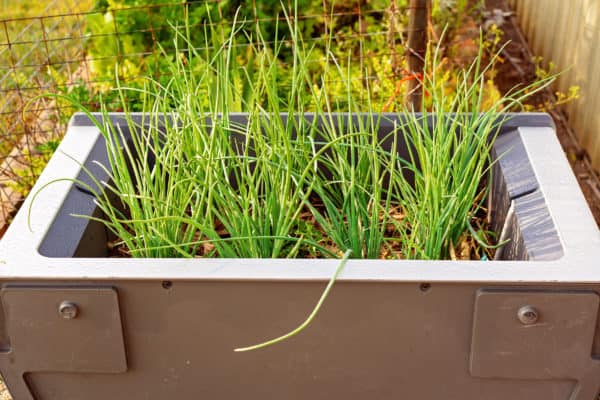 Chives make a tasty garnish.