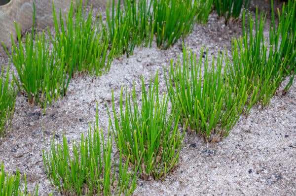 Chives help keep insects away.