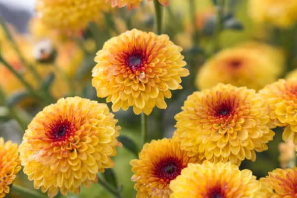 Chrysanthemums or mums are a popular flower that also deters insects.