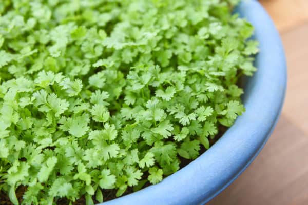 Cilantro grows just as well in a pot as it does in the garden.