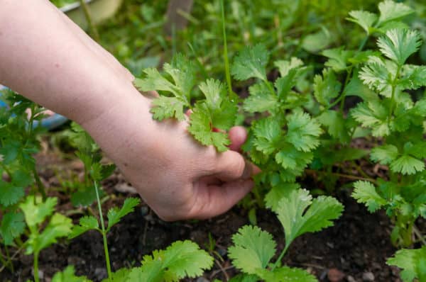 Cilantro is a two-fer plant - the leaves are an herb and the seeds are a spice.