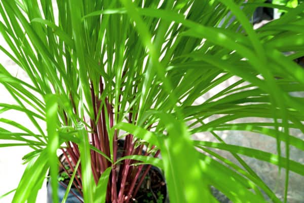 Citronella grass is a common ingredient in insect repellent.