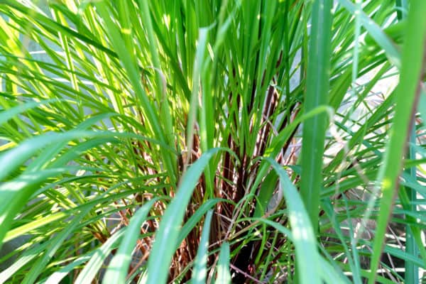 Citronella grass contains pyrethrum, a known insect repellent.