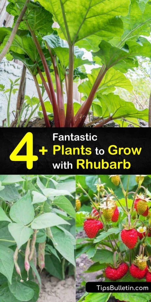 Discover what makes your rhubarb plant a good companion even in its first year in your garden. Companion plants like basil, turnips and strawberries protect against aphids and spider mites and offer shade to cool loving plants in full sun. #companion #planting #rhubarb